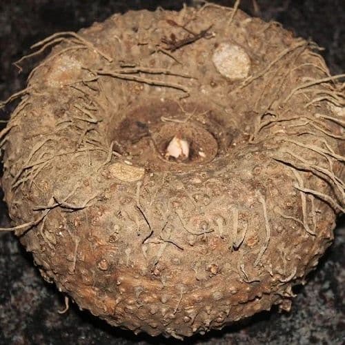 Elephant foot yam